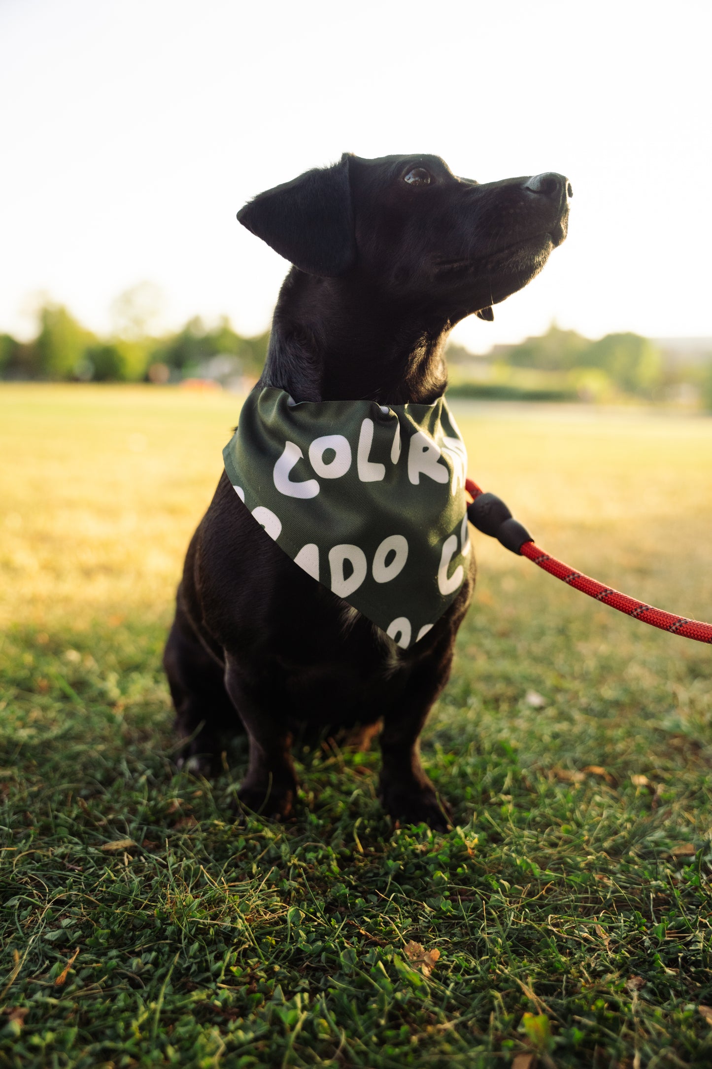 Colorado - Dog Bandana with Collar