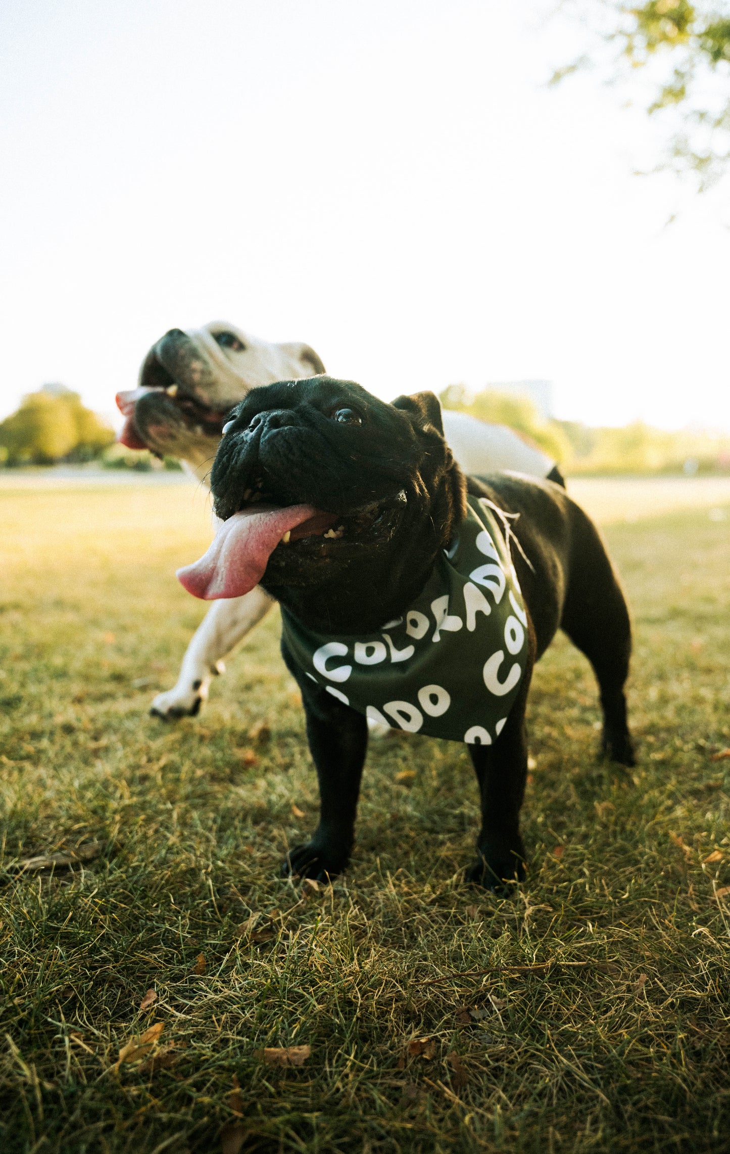 Colorado - Dog Bandana with Collar